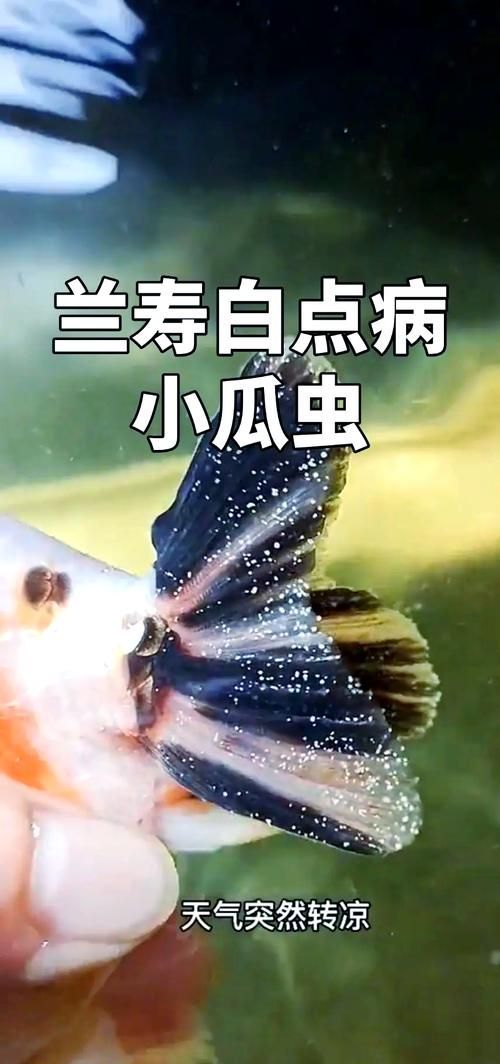 如何判斷金龍魚是否患有寄生蟲，如何判斷金龍魚是否患寄生蟲 如何判斷金龍魚是否患有寄生蟲，如何判斷金龍魚是否患寄生蟲 龍魚百科 第1張
