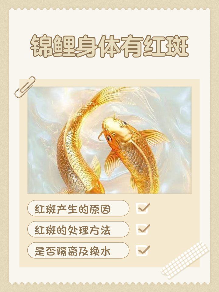 錦鯉紅斑病有哪些治療方法，錦鯉紅斑病的治療方法 錦鯉紅斑病有哪些治療方法，錦鯉紅斑病的治療方法 龍魚百科 第1張