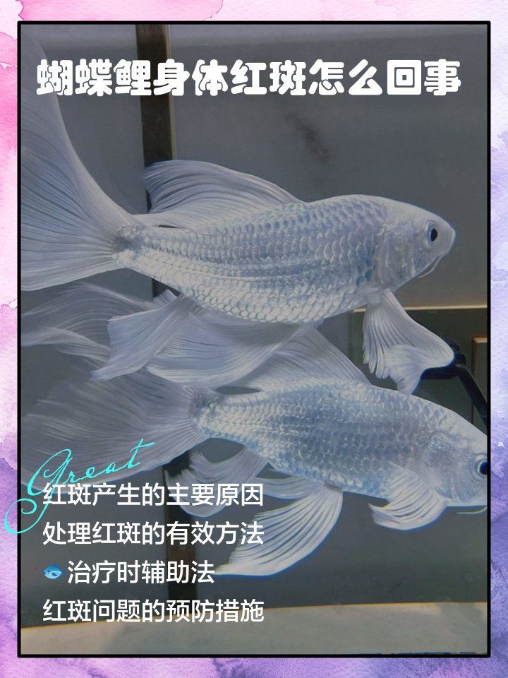 錦鯉紅斑病有哪些治療方法，錦鯉紅斑病的治療方法 錦鯉紅斑病有哪些治療方法，錦鯉紅斑病的治療方法 龍魚百科 第5張