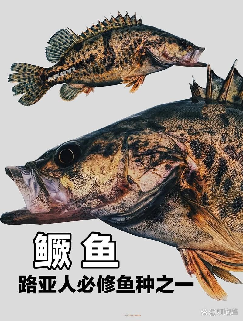 如何區分普通鱖魚和其他種類,sinipercachuatsi、sinipercachuatsi、sinipercachuatsi 龍魚百科 第3張 如何區分普通鱖魚和其他種類,sinipercachuatsi、sinipercachuatsi、sinipercachuatsi 如何區分普通鱖魚和其他種類,sinipercachuatsi、sinipercachuatsi、sinipercachuatsi 龍魚百科 第3張
