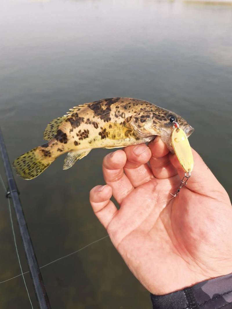如何區分普通鱖魚和其他種類,sinipercachuatsi、sinipercachuatsi、sinipercachuatsi 龍魚百科 第2張 如何區分普通鱖魚和其他種類,sinipercachuatsi、sinipercachuatsi、sinipercachuatsi 如何區分普通鱖魚和其他種類,sinipercachuatsi、sinipercachuatsi、sinipercachuatsi 龍魚百科 第2張
