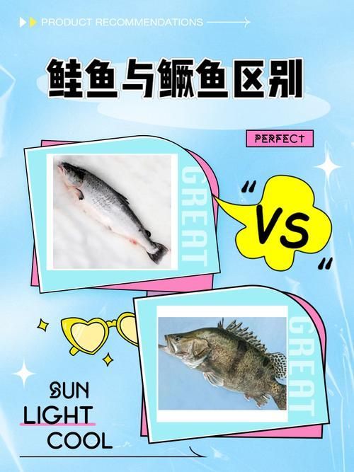 如何區分普通鱖魚和其他種類,sinipercachuatsi、sinipercachuatsi、sinipercachuatsi 龍魚百科 第4張 如何區分普通鱖魚和其他種類,sinipercachuatsi、sinipercachuatsi、sinipercachuatsi 如何區分普通鱖魚和其他種類,sinipercachuatsi、sinipercachuatsi、sinipercachuatsi 龍魚百科 第4張