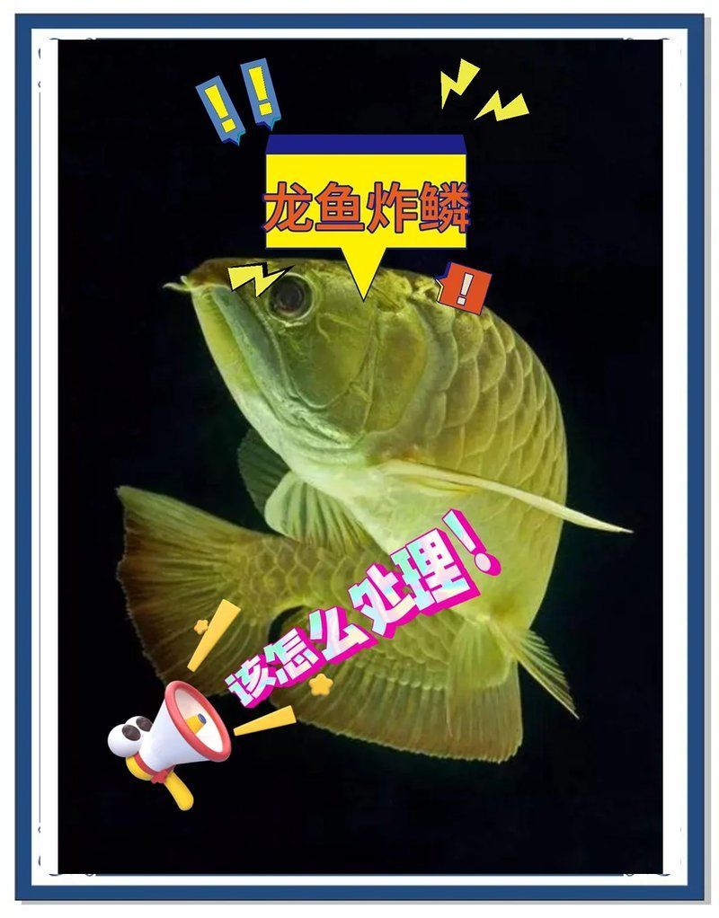 如何判斷龍魚炸鱗是哪種原因？，如何判斷龍魚炸鱗是哪種原因？如何預防龍魚炸鱗？