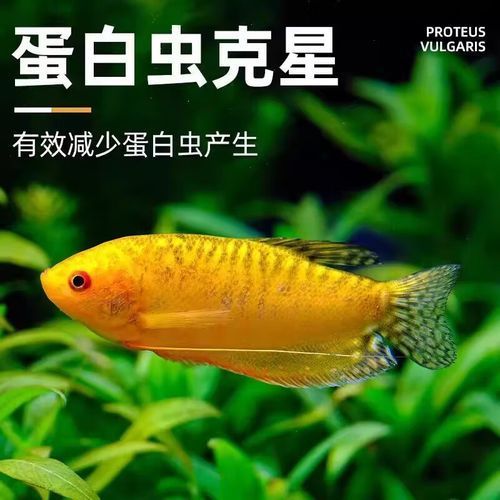 金曼龍魚的價(jià)格是多少？，金曼龍魚的價(jià)格是多少