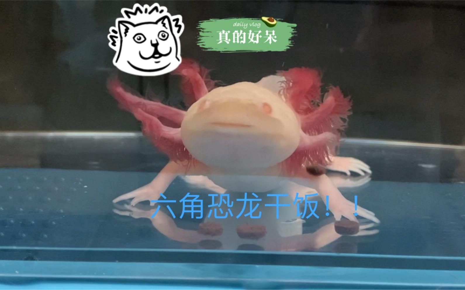 杰西卡恐龍魚有哪些傳說？，“杰西卡恐龍魚”的概念 杰西卡恐龍魚有哪些傳說？，“杰西卡恐龍魚”的概念 龍魚百科 第6張