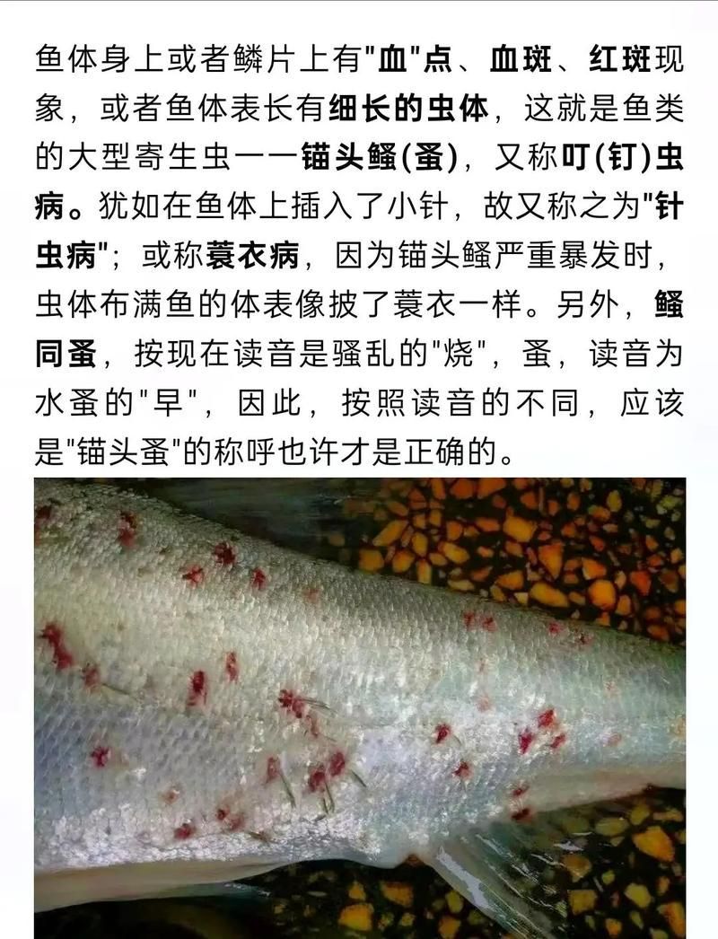 如何判斷龍魚是否感染了外寄?,如何判斷龍魚感染了外寄生蟲? 龍魚百科 第6張 如何判斷龍魚是否感染了外寄?,如何判斷龍魚感染了外寄生蟲? 如何判斷龍魚是否感染了外寄?,如何判斷龍魚感染了外寄生蟲? 龍魚百科 第6張