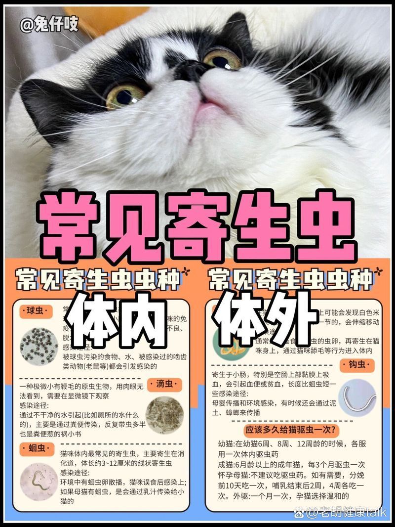 有哪些治療方法可以應對體外寄生蟲感染，寵物常見的5種體外寄生蟲及防治方法 有哪些治療方法可以應對體外寄生蟲感染，寵物常見的5種體外寄生蟲及防治方法 龍魚百科 第2張