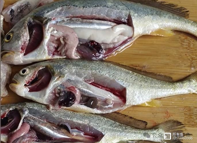 如何預防黃鰭鯧魚疾病？，trachinotusblochii（trachinotusblochii） 如何預防黃鰭鯧魚疾病？，trachinotusblochii（trachinotusblochii） 龍魚百科 第4張