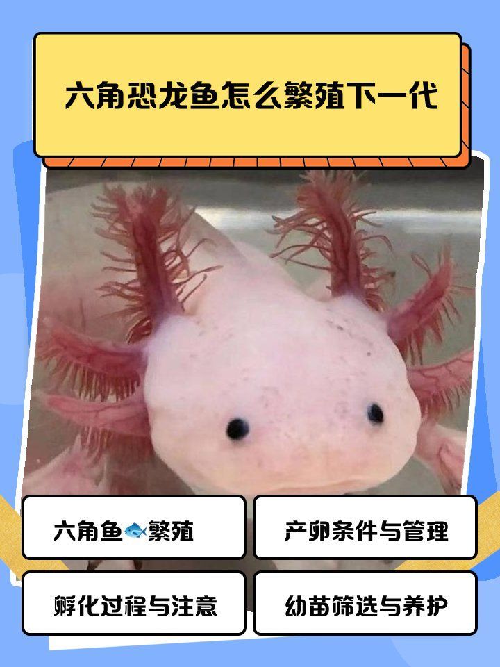 六角龍魚一次能產多少卵，六角龍魚的繁殖與孵化過程揭秘 六角龍魚一次能產多少卵，六角龍魚的繁殖與孵化過程揭秘 龍魚百科 第1張