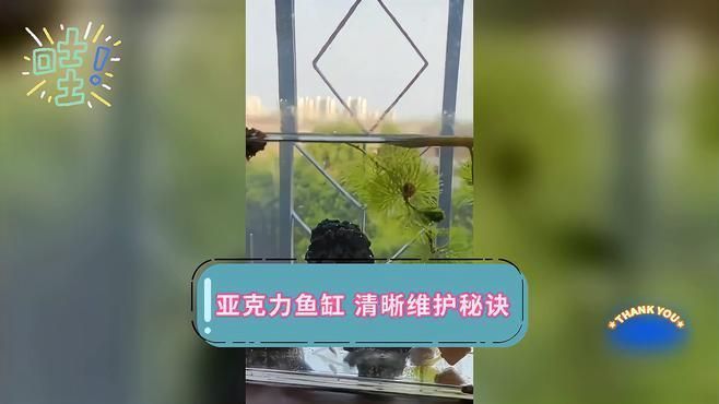 如何保養(yǎng)和清潔亞克力魚(yú)缸，亞克力魚(yú)缸保養(yǎng)和清潔亞克力魚(yú)缸的保養(yǎng)和清潔方法