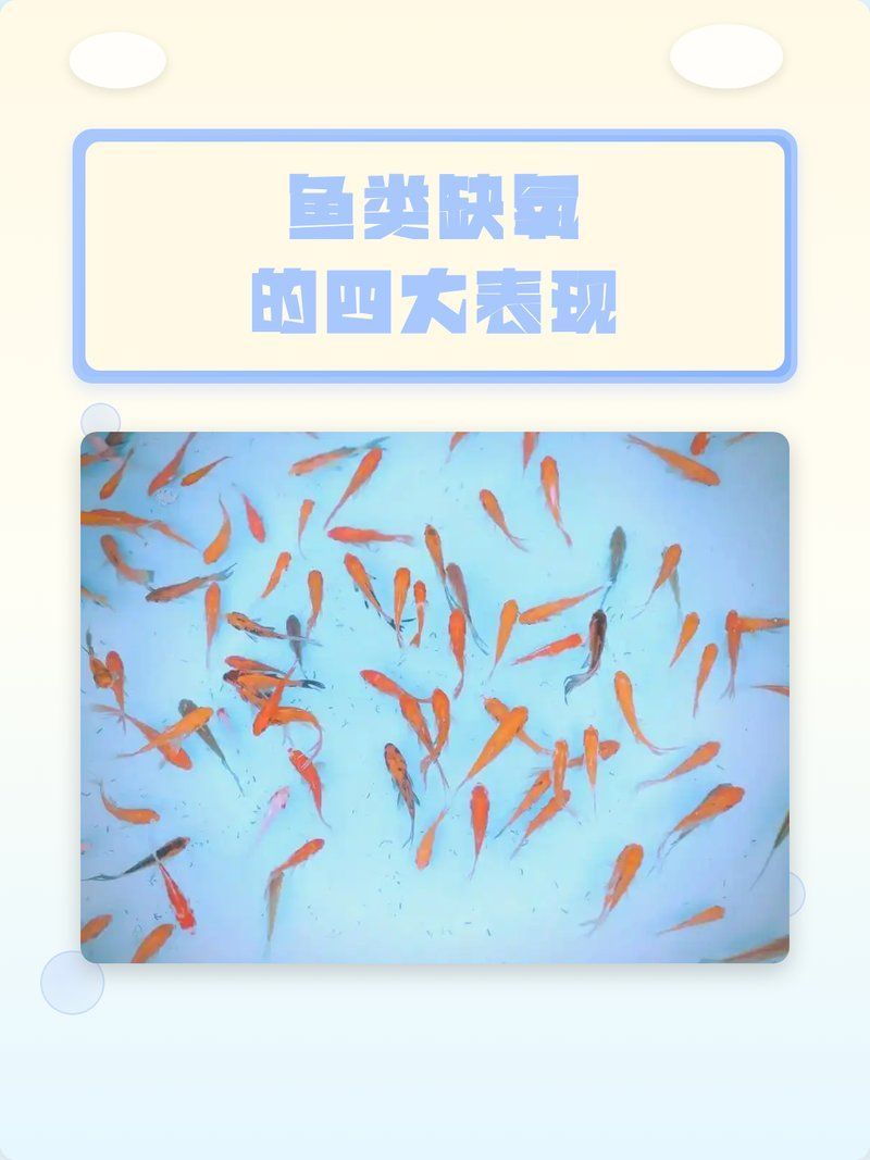 如何判斷錦鯉是否缺氧，如何判斷錦鯉是否缺氧，以下為用戶要求詳解 如何判斷錦鯉是否缺氧，如何判斷錦鯉是否缺氧，以下為用戶要求詳解 龍魚百科 第10張