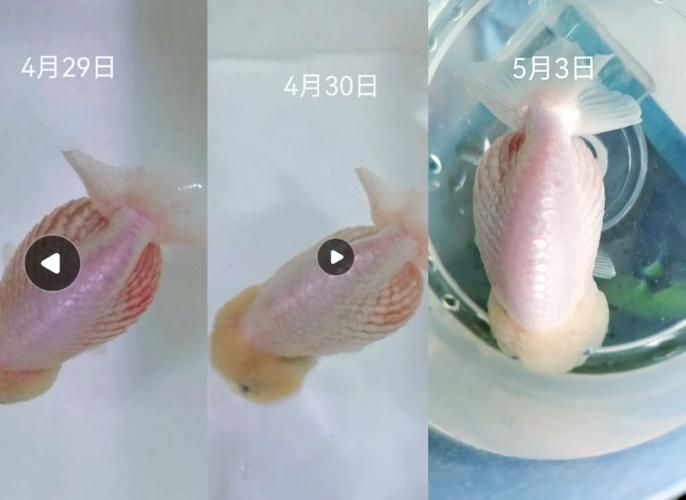 如何判斷金魚是否大肚子炸鱗，如何判斷金魚是否“大肚子炸鱗” 如何判斷金魚是否大肚子炸鱗，如何判斷金魚是否“大肚子炸鱗” 龍魚百科 第3張