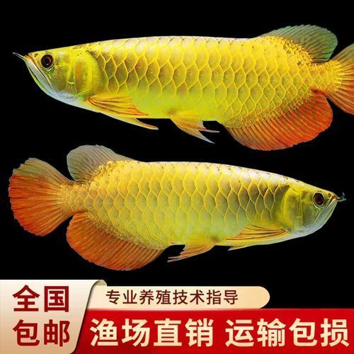 2-3cm金龍魚苗的價格是多少，2-3cm的金龍魚苗價格在10元至50元人民幣之間 2-3cm金龍魚苗的價格是多少，2-3cm的金龍魚苗價格在10元至50元人民幣之間 龍魚百科 第4張