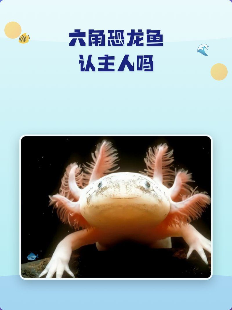 六角恐龍魚有哪些認主行為，「六角恐龍魚認主訓練7日指南」 六角恐龍魚有哪些認主行為，「六角恐龍魚認主訓練7日指南」 龍魚百科 第1張