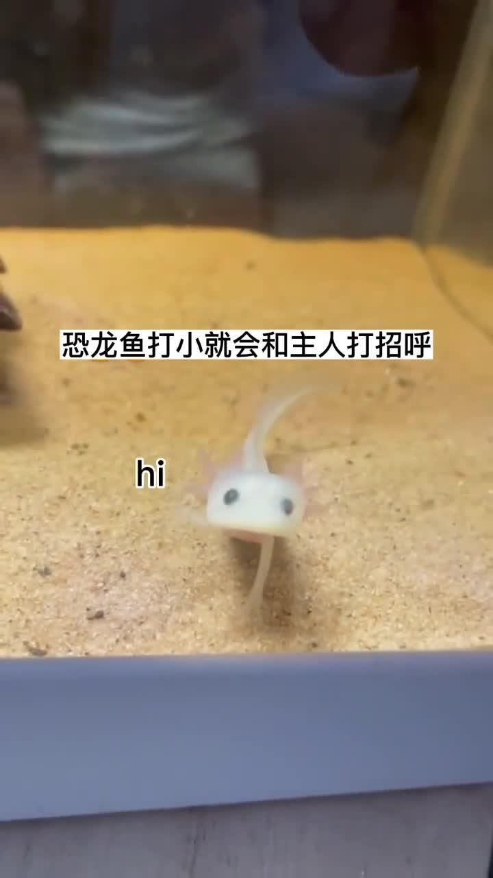 六角恐龍魚有哪些認主行為，「六角恐龍魚認主訓練7日指南」 六角恐龍魚有哪些認主行為，「六角恐龍魚認主訓練7日指南」 龍魚百科 第2張