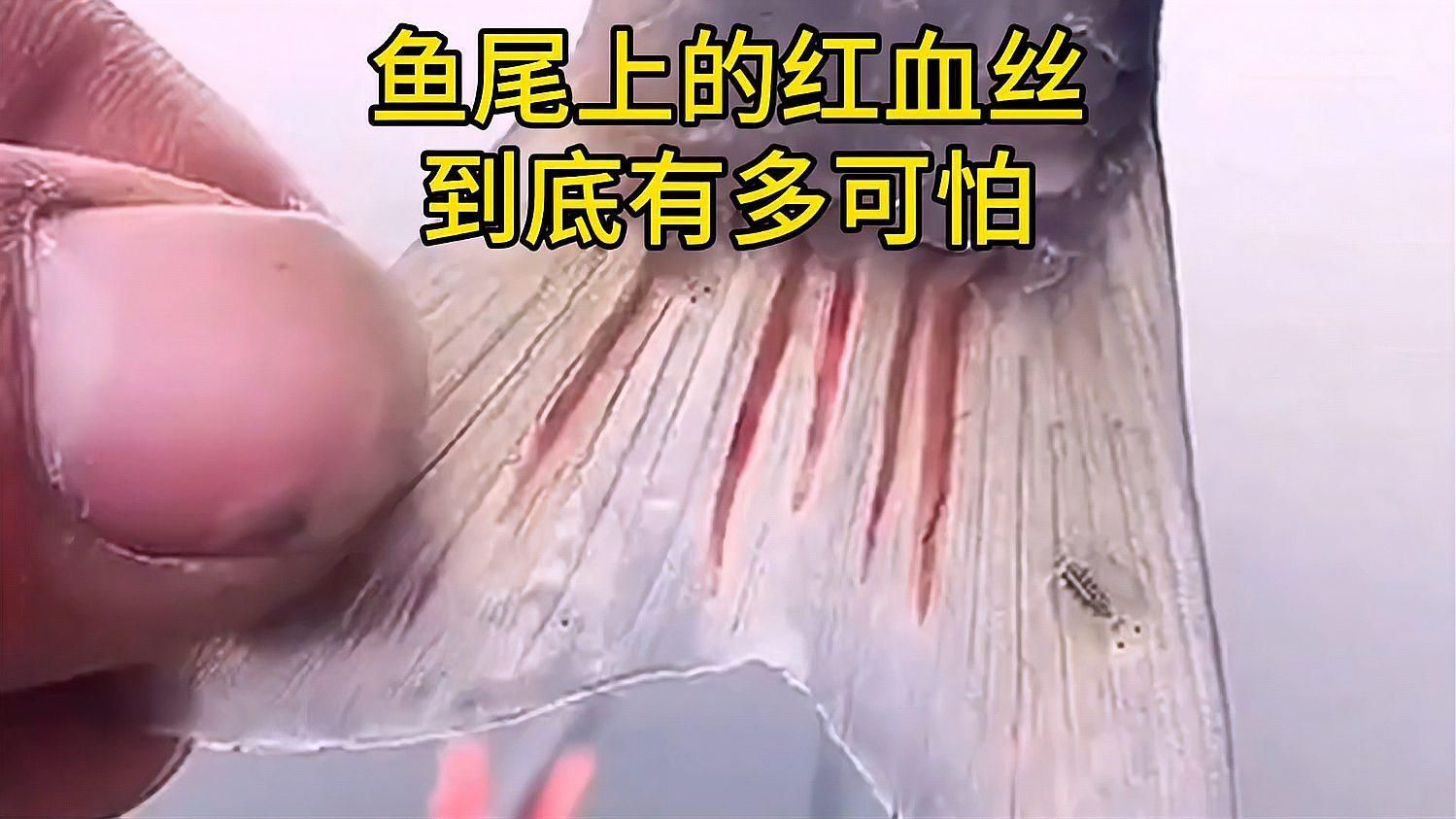如何預防魚身出現(xiàn)紅血絲，如何預防魚身出現(xiàn)紅血絲,魚身上紅血絲,是病了嗎 如何預防魚身出現(xiàn)紅血絲，如何預防魚身出現(xiàn)紅血絲,魚身上紅血絲,是病了嗎 龍魚百科 第1張