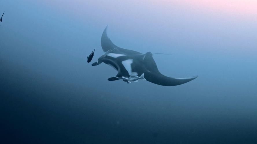 如何區分不同品種的福魟?,如何區分不同品種的福魟(蝠鲼) 龍魚百科 第5張 如何區分不同品種的福魟?,如何區分不同品種的福魟(蝠鲼) 如何區分不同品種的福魟?,如何區分不同品種的福魟(蝠鲼) 龍魚百科 第5張