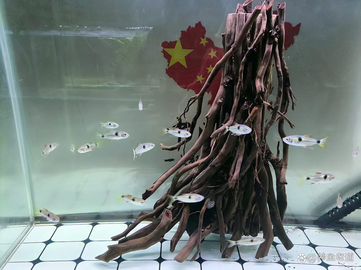 詳細閱讀:如何判斷魚缸是否適合養魚?,如何判斷魚缸是否適合養魚 如何判斷魚缸是否適合養魚?,如何判斷魚缸是否適合養魚