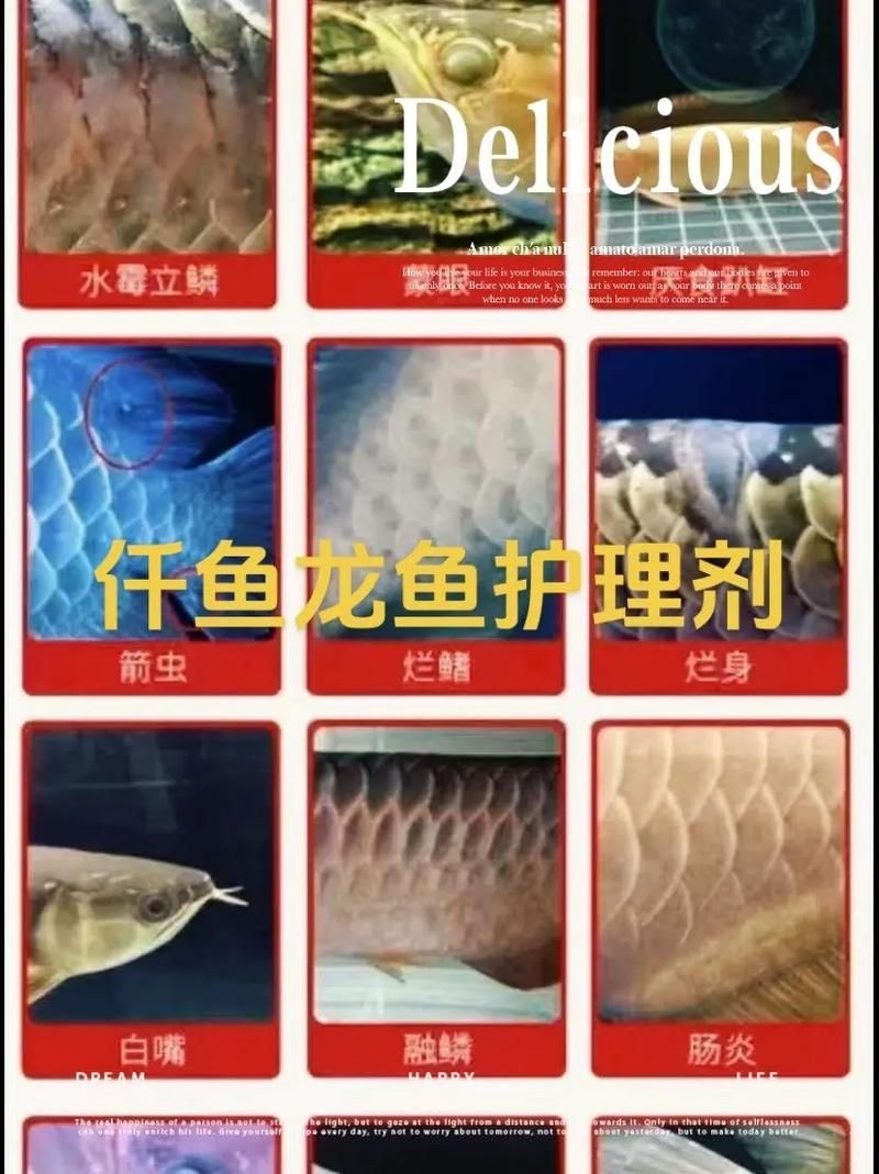 如何正確使用龍魚1號護理劑？，如何正確使用中的龍魚1號護理劑？ 如何正確使用龍魚1號護理劑？，如何正確使用中的龍魚1號護理劑？ 龍魚百科 第6張