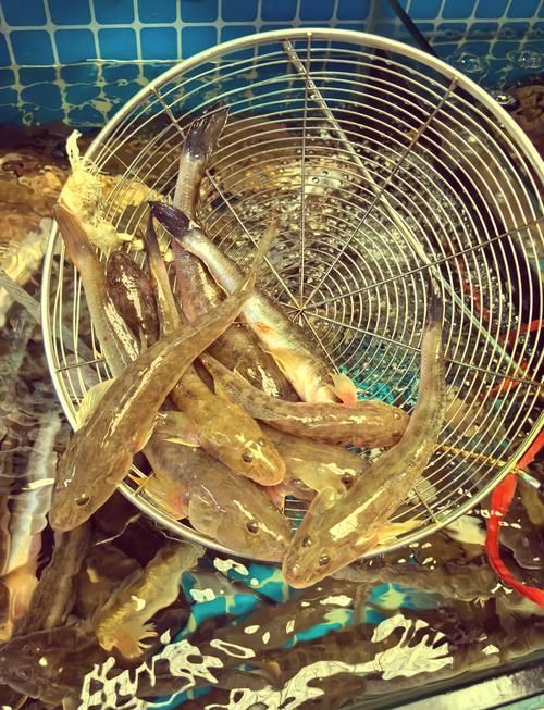 能否提供更多沙龍魚的圖片，《***ol》沙龍魚的視覺特征解析