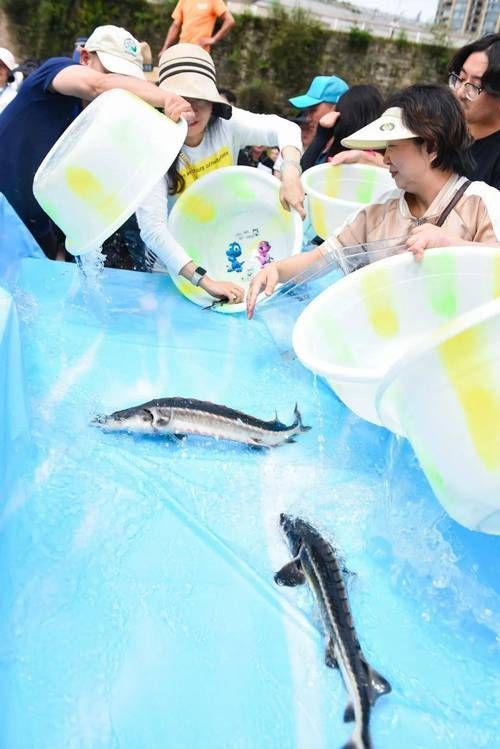 能否提供更多沙龍魚的圖片，《***ol》沙龍魚的視覺特征解析