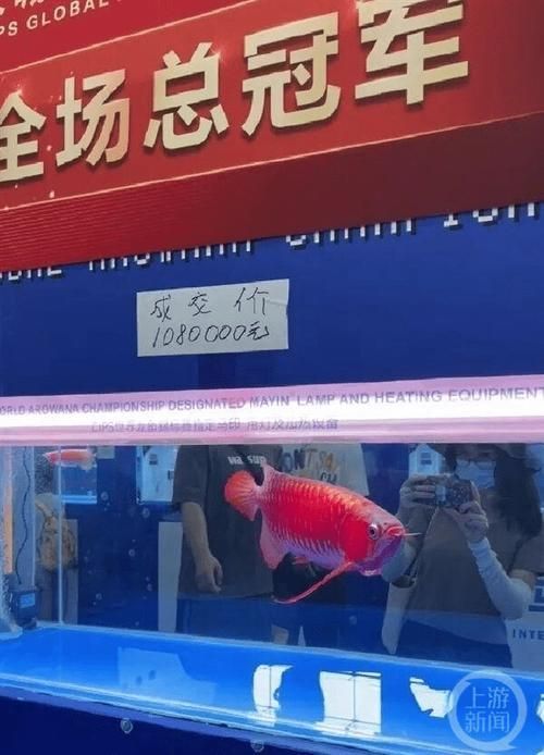 給我更多關于2024年龍魚賽事的圖片，2024年龍魚賽事圖片 給我更多關于2024年龍魚賽事的圖片，2024年龍魚賽事圖片 龍魚百科 第3張