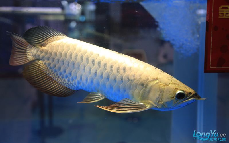 給我更多關于2024年龍魚賽事的圖片，2024年龍魚賽事圖片 給我更多關于2024年龍魚賽事的圖片，2024年龍魚賽事圖片 龍魚百科 第6張