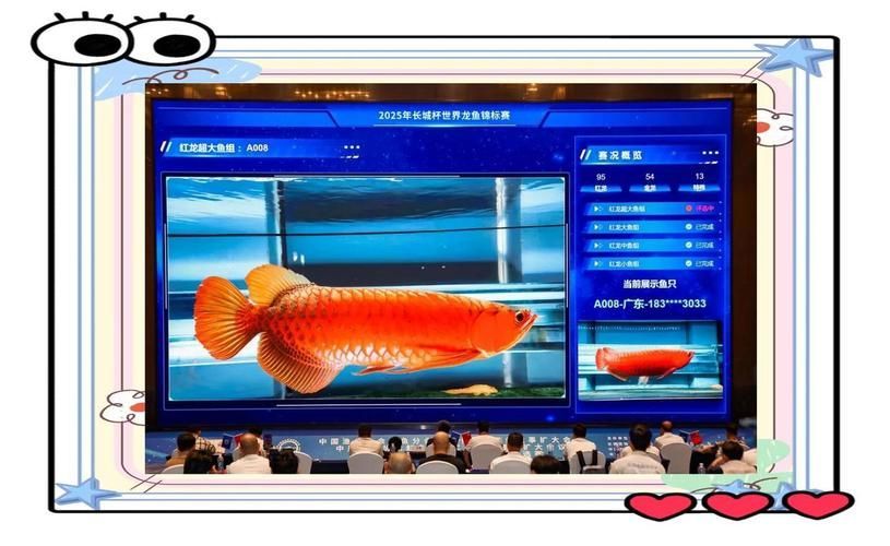 給我更多關于2024年龍魚賽事的圖片，2024年龍魚賽事圖片 給我更多關于2024年龍魚賽事的圖片，2024年龍魚賽事圖片 龍魚百科 第7張