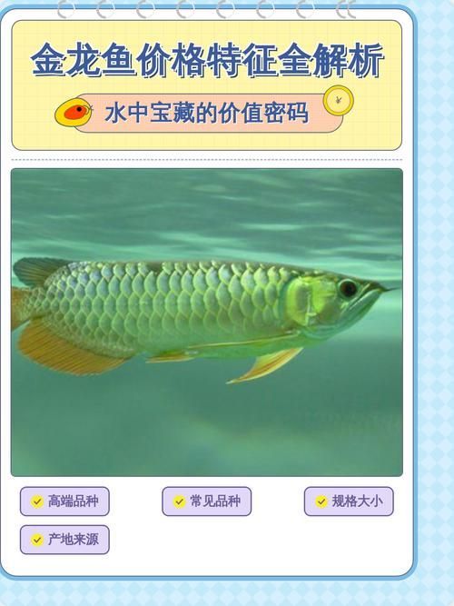50厘米金龍魚的價格是多少，50厘米金龍魚的價格是多少,