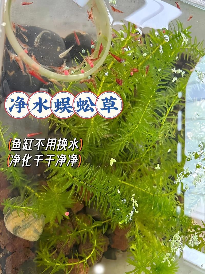 如何降低龍魚的飼養(yǎng)成本，如何降低龍魚的飼養(yǎng)成本，降低龍魚飼養(yǎng)成本飼養(yǎng)成本 如何降低龍魚的飼養(yǎng)成本，如何降低龍魚的飼養(yǎng)成本，降低龍魚飼養(yǎng)成本飼養(yǎng)成本 龍魚百科 第13張