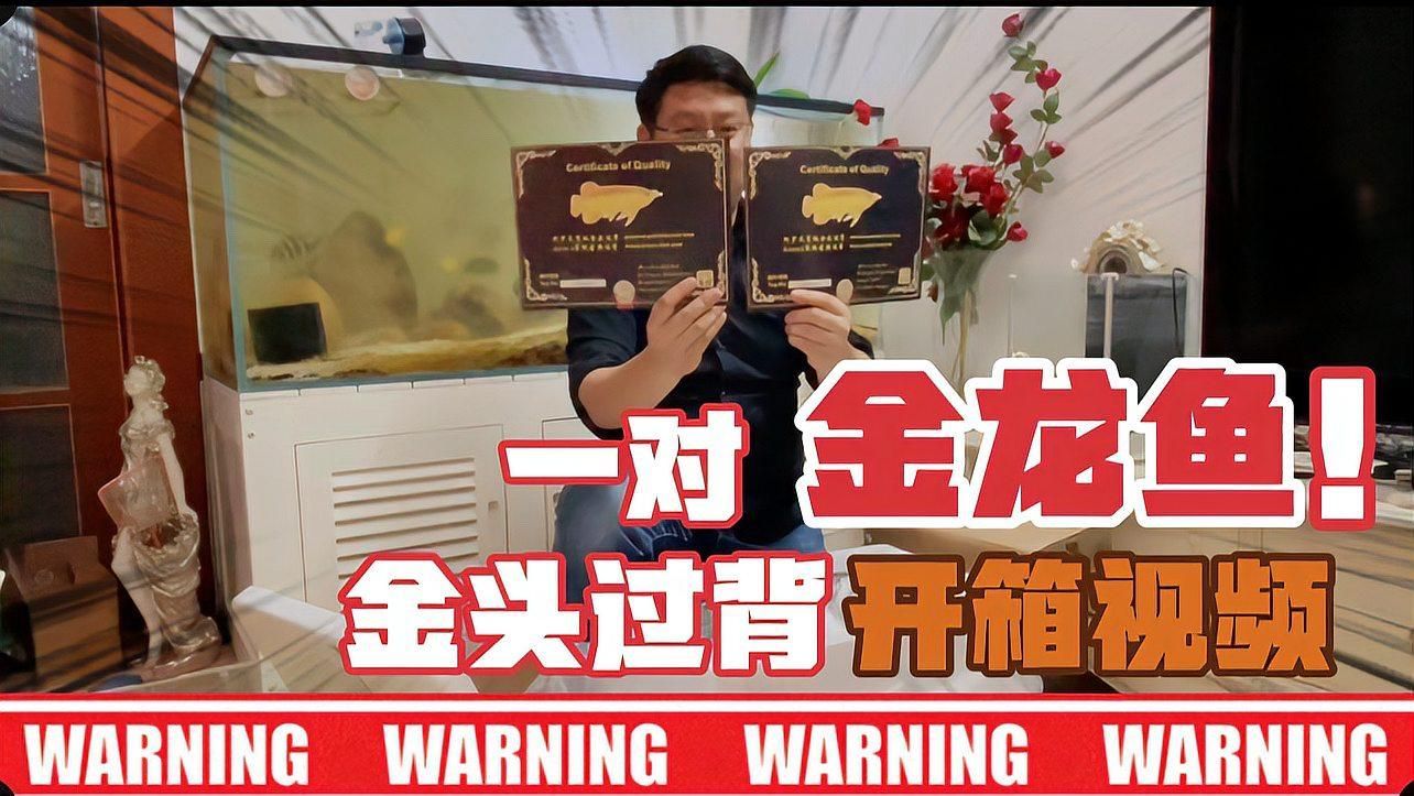 金頭過背金龍，金頭過背金龍魚 金頭過背金龍，金頭過背金龍魚 龍魚百科 第2張