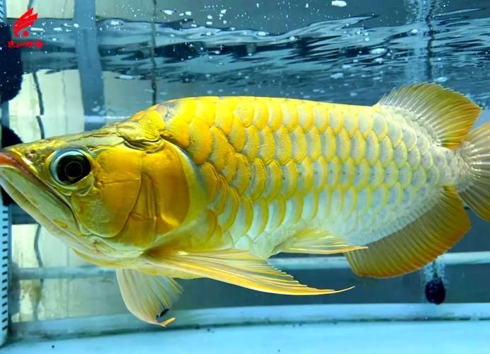 雙鴨山市哪個農林牧漁基地與龍魚養殖相關？，雙鴨山市農林牧漁基地與龍魚養殖相關的農林牧漁基地
