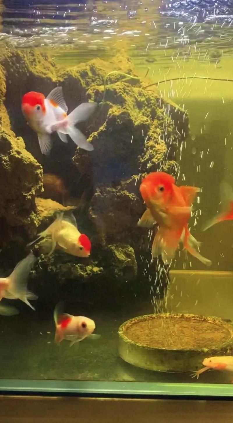 西安冬季如何保持金魚池水質(zhì)清潔，如何保持西安冬季金魚池水質(zhì) 西安冬季如何保持金魚池水質(zhì)清潔，如何保持西安冬季金魚池水質(zhì) 龍魚百科 第1張