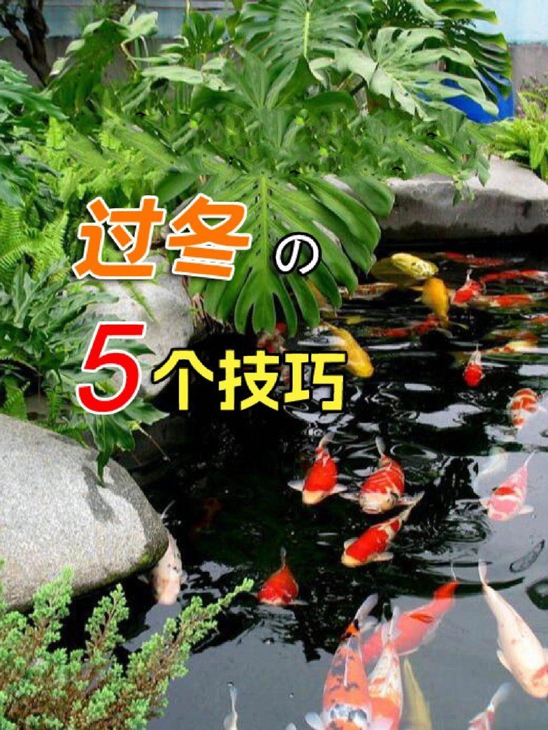 西安冬季如何保持金魚池水質(zhì)清潔，如何保持西安冬季金魚池水質(zhì) 西安冬季如何保持金魚池水質(zhì)清潔，如何保持西安冬季金魚池水質(zhì) 龍魚百科 第2張