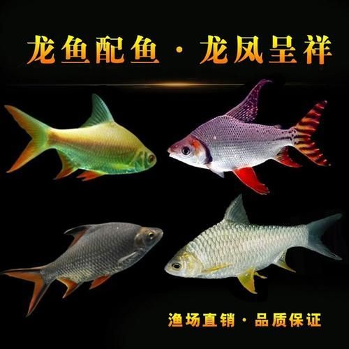 龍魚高檔配魚的價格范圍，龍魚高檔配魚價格范圍