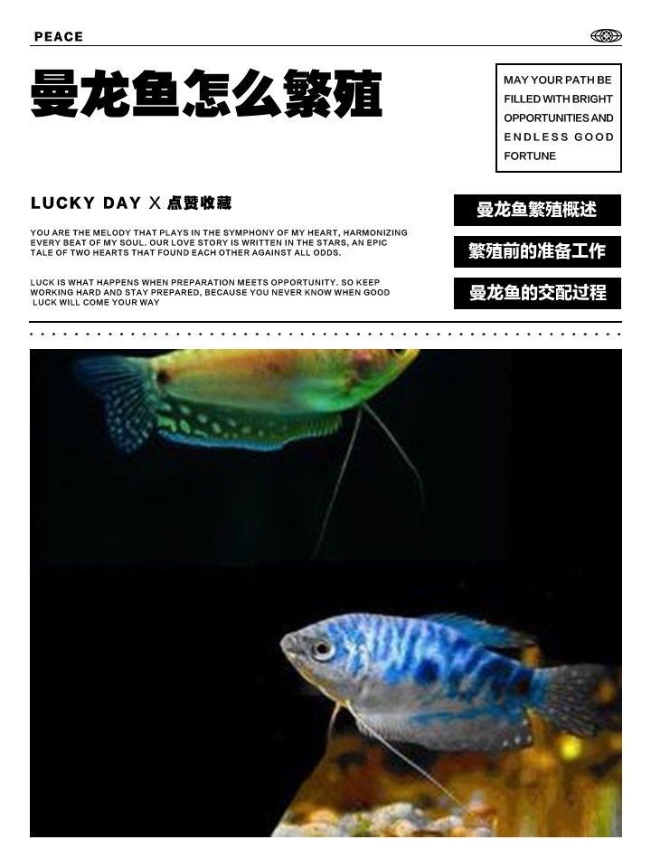 曼龍魚繁殖時需要注意什么，曼龍魚繁殖時需要注意什么， 曼龍魚繁殖時需要注意什么，曼龍魚繁殖時需要注意什么， 龍魚百科 第2張