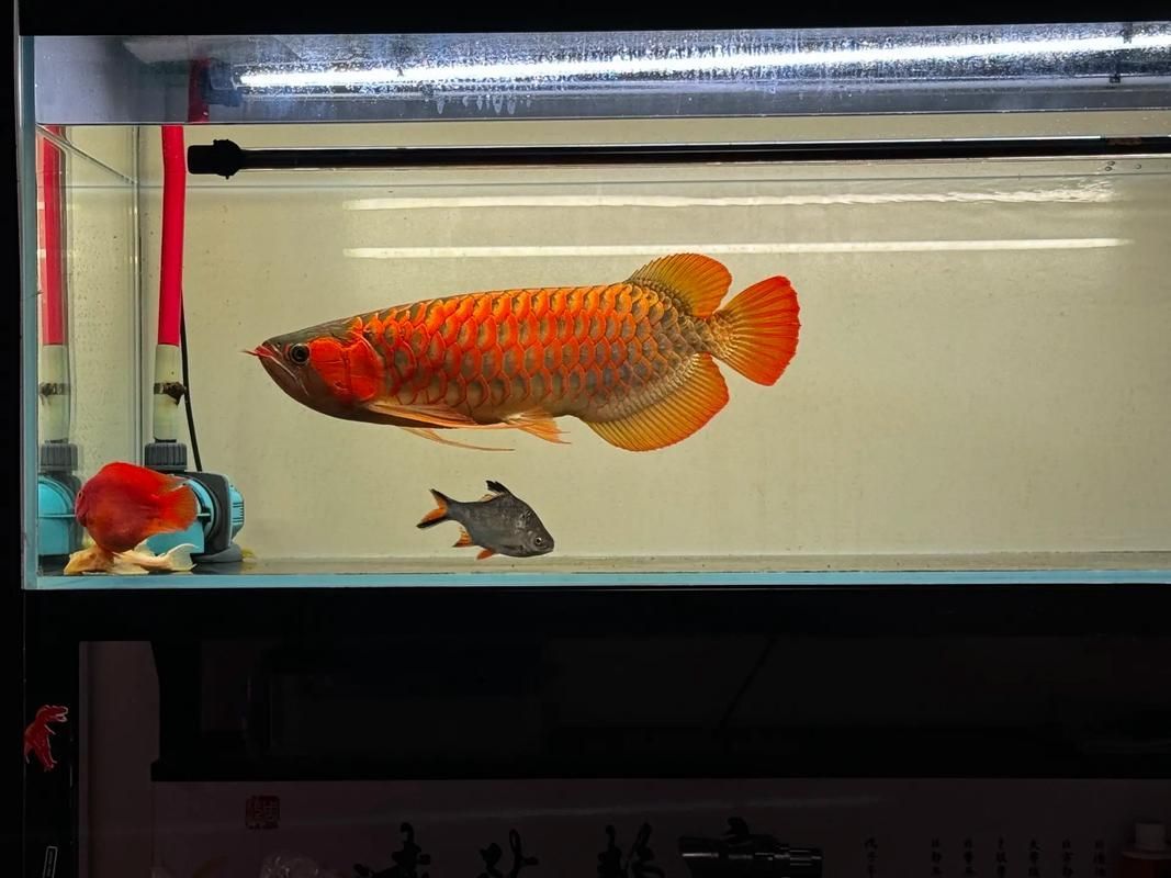 印尼超血紅龍魚的飼養難度如何?,印尼超血紅龍魚的飼養 龍魚百科 第4張 印尼超血紅龍魚的飼養難度如何?,印尼超血紅龍魚的飼養 印尼超血紅龍魚的飼養難度如何?,印尼超血紅龍魚的飼養 龍魚百科 第4張