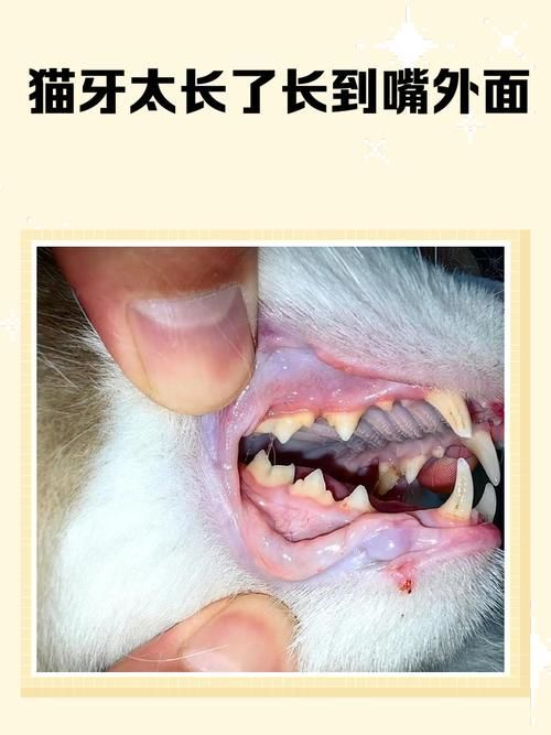 龍貓先天性疾病如何預防，龍貓先天性疾病如何預防共調用2個工具 龍貓先天性疾病如何預防，龍貓先天性疾病如何預防共調用2個工具 龍魚百科 第5張