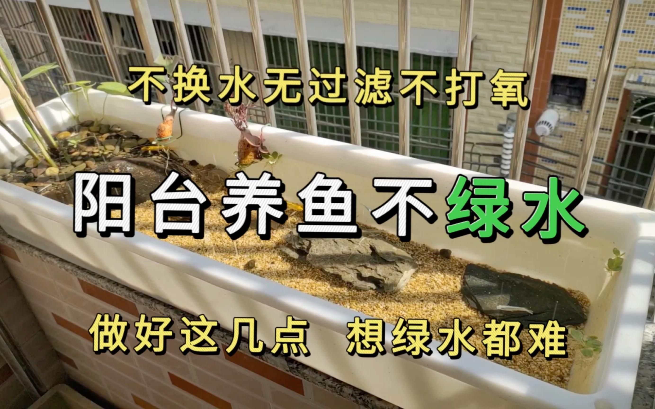 詳細閱讀:魚缸水發綠如何快速解決,魚缸水發綠如何快速解決魚缸水發綠的原因是什么 魚缸水發綠如何快速解決,魚缸水發綠如何快速解決魚缸水發綠的原因是什么