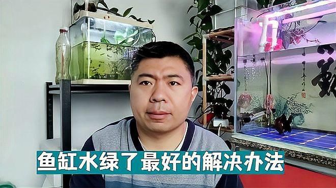 詳細閱讀:魚缸水發綠如何快速解決,魚缸水發綠如何快速解決魚缸水發綠的原因是什么 魚缸水發綠如何快速解決,魚缸水發綠如何快速解決魚缸水發綠的原因是什么