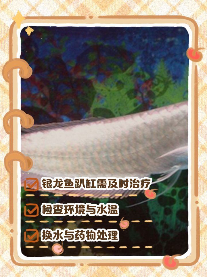 銀龍魚趴缸能自愈嗎，銀龍魚趴缸可以自愈嗎銀龍魚趴缸底的原因及解決方法 銀龍魚趴缸能自愈嗎，銀龍魚趴缸可以自愈嗎銀龍魚趴缸底的原因及解決方法 龍魚百科 第1張
