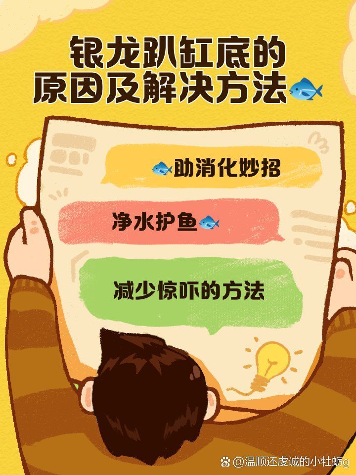 銀龍魚趴缸能自愈嗎，銀龍魚趴缸可以自愈嗎銀龍魚趴缸底的原因及解決方法 銀龍魚趴缸能自愈嗎，銀龍魚趴缸可以自愈嗎銀龍魚趴缸底的原因及解決方法 龍魚百科 第2張