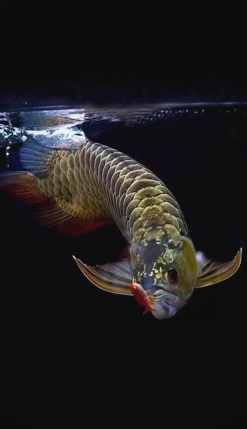 給我一些浦東龍魚養殖的圖片，浦東龍魚養殖業有望成為全國龍魚品質標準的制定中心 給我一些浦東龍魚養殖的圖片，浦東龍魚養殖業有望成為全國龍魚品質標準的制定中心 龍魚百科 第19張