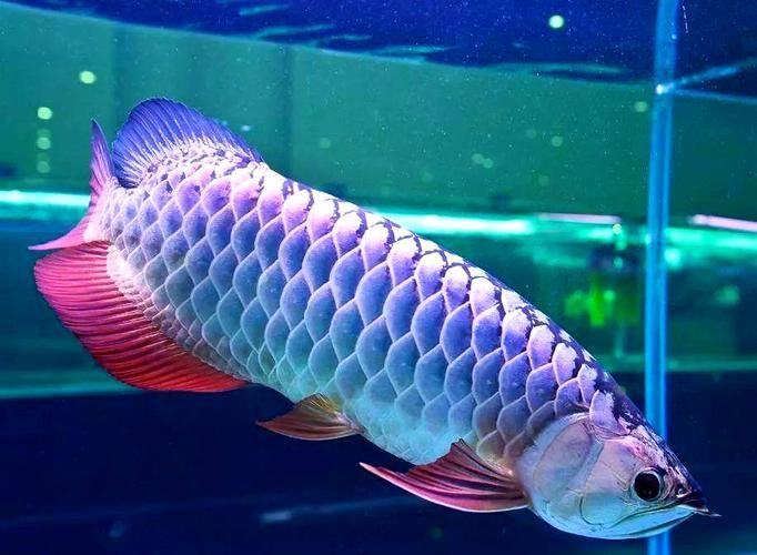 給我一些浦東龍魚養殖的圖片，浦東龍魚養殖業有望成為全國龍魚品質標準的制定中心 給我一些浦東龍魚養殖的圖片，浦東龍魚養殖業有望成為全國龍魚品質標準的制定中心 龍魚百科 第14張