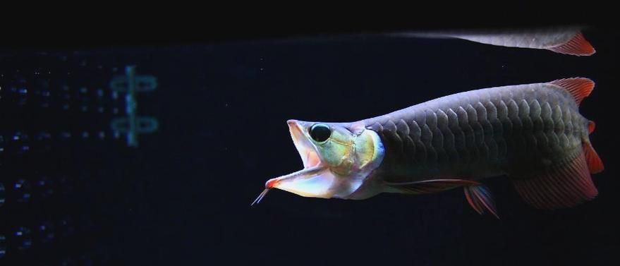 給我一些浦東龍魚養殖的圖片，浦東龍魚養殖業有望成為全國龍魚品質標準的制定中心 給我一些浦東龍魚養殖的圖片，浦東龍魚養殖業有望成為全國龍魚品質標準的制定中心 龍魚百科 第12張