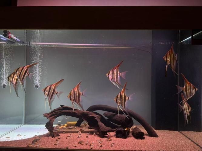 圣菲埃及魚的市場(chǎng)價(jià)格波動(dòng)大嗎？，圣菲埃及魚市場(chǎng)價(jià)格波動(dòng)較大，主要受到以下幾個(gè)因素影響 圣菲埃及魚的市場(chǎng)價(jià)格波動(dòng)大嗎？，圣菲埃及魚市場(chǎng)價(jià)格波動(dòng)較大，主要受到以下幾個(gè)因素影響 龍魚百科 第3張