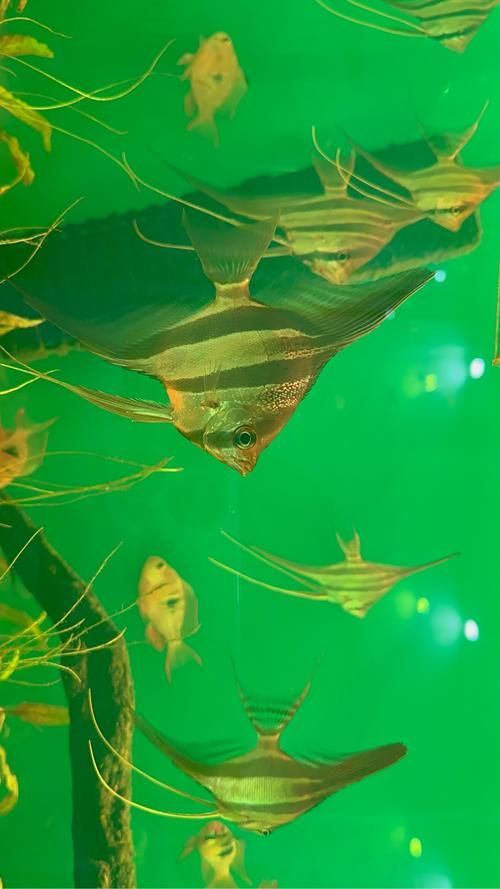 圣菲埃及魚的市場(chǎng)價(jià)格波動(dòng)大嗎？，圣菲埃及魚市場(chǎng)價(jià)格波動(dòng)較大，主要受到以下幾個(gè)因素影響 圣菲埃及魚的市場(chǎng)價(jià)格波動(dòng)大嗎？，圣菲埃及魚市場(chǎng)價(jià)格波動(dòng)較大，主要受到以下幾個(gè)因素影響 龍魚百科 第1張