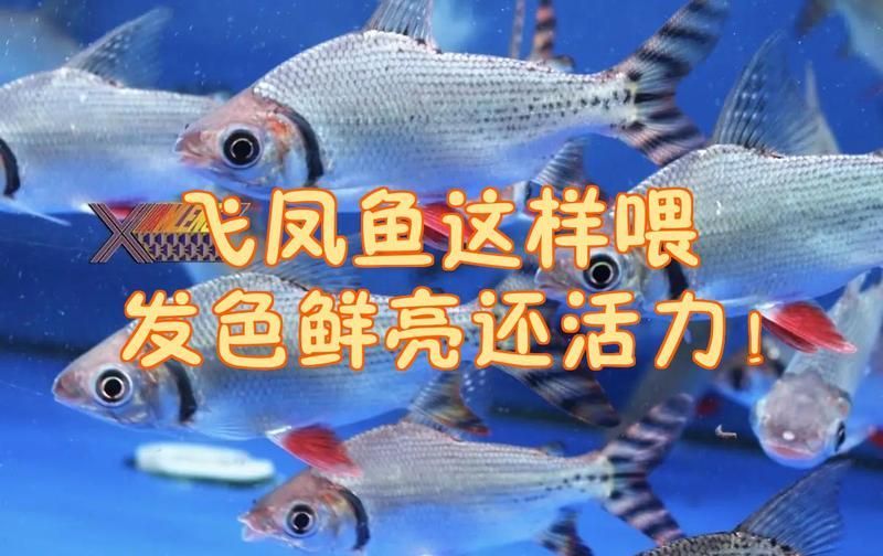 飛鳳魚(yú)多久喂一次食物？，飛鳳魚(yú)喂食秘籍 飛鳳魚(yú)多久喂一次食物？，飛鳳魚(yú)喂食秘籍 龍魚(yú)百科 第1張