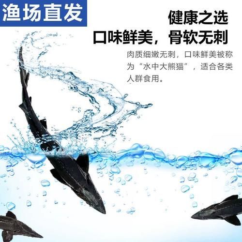 鱘龍魚的價格是多少？，鱘龍魚價格是多少鱘龍魚的價格是多少鱘龍魚的價格是多少