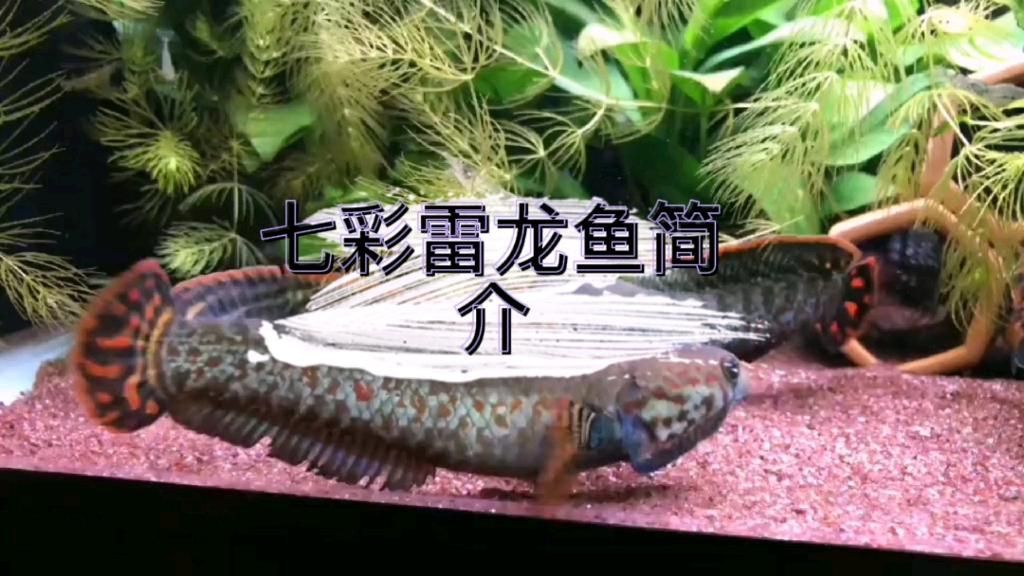 七彩雷龍魚好養嗎，七彩雷龍魚好養嗎七彩雷龍魚好養嗎新手養魚好選擇